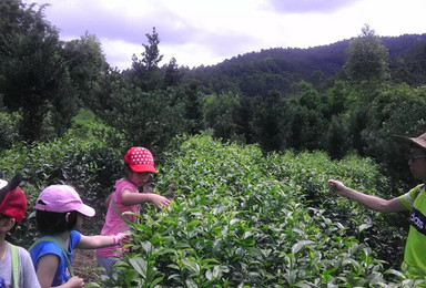 鹤山茶园采茶自制茶农家菜 阿娘潭泡水 自驾拼车（1日行程）