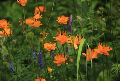 7.16-17河北茶山赏金莲花露营（东甸子梁小五台之间）（2日行程）