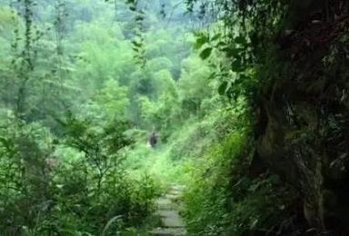 徒步美丽桫椤谷 侏罗纪森林世界（1日行程）