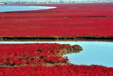 盘锦红海滩国家风景廊道（1日行程）