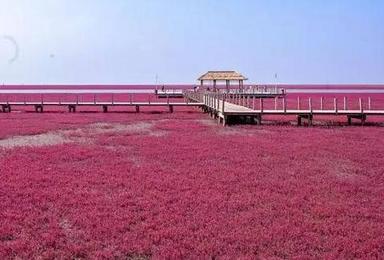 红海滩 赏天下奇观 走神奇天路 锦州笔架山（3日行程）