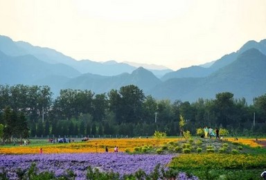 昌平七孔桥花海休闲赏花 虎峪沟游山玩水（1日行程）