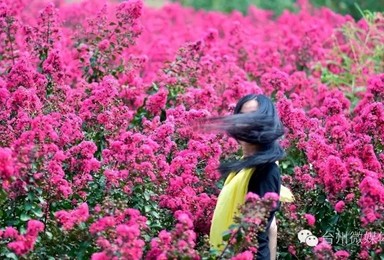 9月10日 漩门湾看紫薇花 海上布达拉宫 东沙渔村一日游（1日行程）