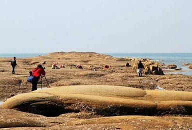 北海团山龙岛 鲅鱼圈高标海鲜（1日行程）