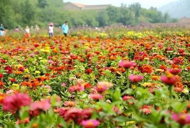 延庆珍珠泉 四季花海 追寻京郊夏天的那一抹灿烂花季（1日行程）