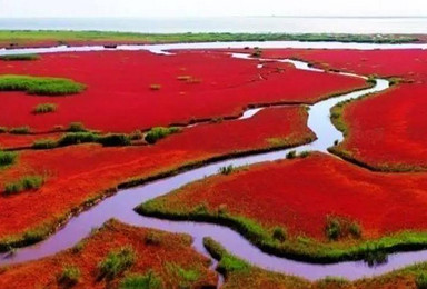 最美季畅游盘锦红海滩廊道风景区 回味知青岁月品美食活动（1日行程）