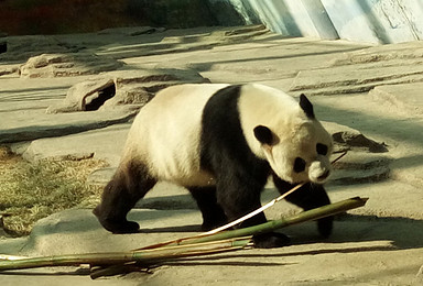 亚布力森林公园 熊猫馆 游乐园（1日行程）