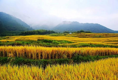 背包旅行 赏广东最美梯田 稻浪涌金 探秘中国瑶族第一古寨（2日行程）