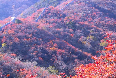 北京香山公园登山赏红叶（1日行程）