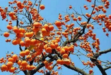 中国甜柿之乡罗田錾子石采摘游（1日行程）