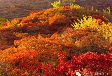 深红色的秋 宝金山寻找秋天的童话（1日行程）