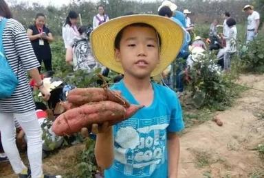 亲子农耕体验 挖红薯 摘水果 做花馍（1日行程）