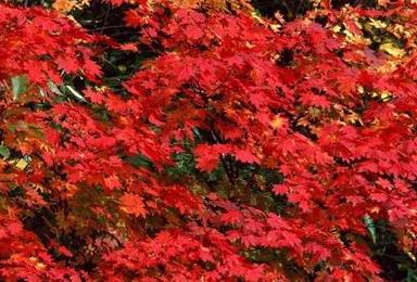 秋来红崖 赏的是红叶 看的是美景 醉的是心灵 金秋红崖（1日行程）