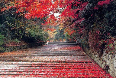 秋色正浓 红叶飘飘 纵横山水邀您 北京香山赏红叶（3日行程）