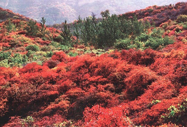 又到红叶满山时 坡峰岭徒步摄影休闲（1日行程）