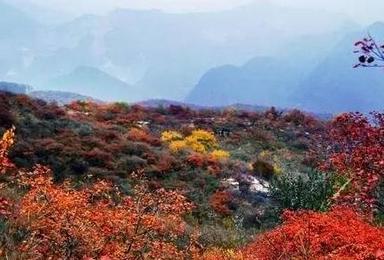 坡峰岭 赏红叶 早知坡峰岭 何必去香山 红叶最佳观赏季节（1日行程）