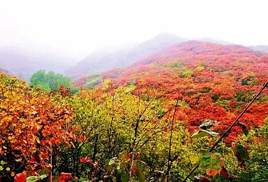 又是一年红叶烂漫 观最美秋色红叶飞舞 看漫山红遍层林尽染 济南红叶谷（1日行程）