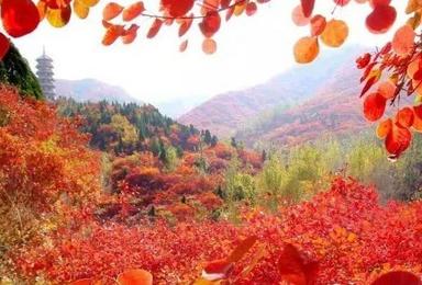 红叶谷赏红叶 感受美好秋色（1日行程）