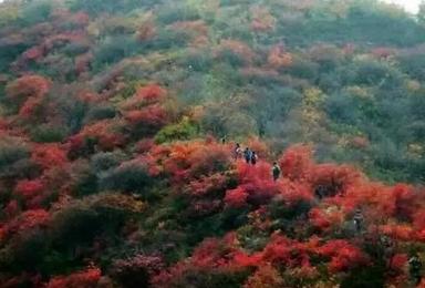 正是红叶最美时 仙界山红叶等你来（1日行程）