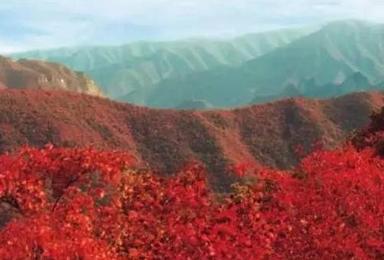 云台山第一大峡谷 青龙峡 满山红叶 峰峦尽染 是火红的世界 是彩色的海洋（1日行程）
