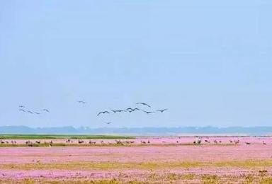 鄱阳湖国家湿地公园帐篷节报名公告（2日行程）
