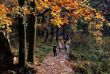 秋风梯田 老树昏鸦 黄南古道行 赏遍地红叶（1日行程）