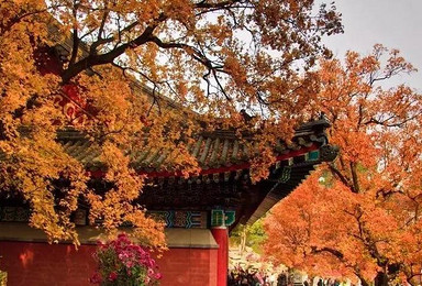 北京香山赏红叶 大红门购物游(2日行程) 北京香山赏红叶 大红门购物游(2日行程)