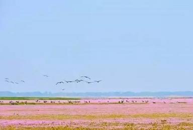 鄱阳湖国家湿地公园帐篷节带你去赏花（2日行程）