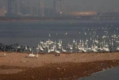 魅力三门峡 美丽白天鹅 游天鹅湖湿地公园 看陕州地坑院（2日行程）