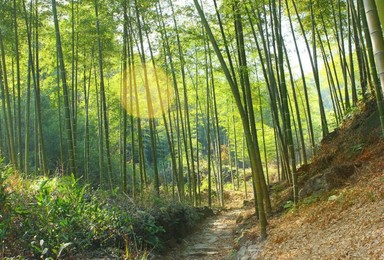 徒步上青古道 寻找兰若寺 赏幽幽竹海（1日行程）