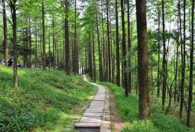 莫干山 古道人文 单天徒步穿越国家级登山步道（1日行程）