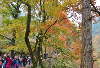 探寻黄南古道 赏赤叶红枫 观梯田秋色（1日行程）