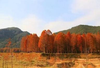 万山红遍 层林尽染 临海桐坑穿越 赏最美红杉林（1日行程）