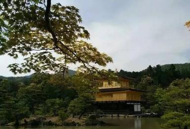 大阪京都东京富士山直飞 秋日红叶（6日行程）