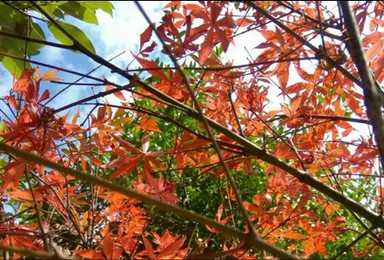 登顶云髻山赏云海 邂逅红枫叶（1日行程）