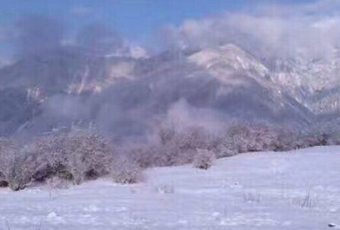 走进卧龙熊猫坪耍雪赏雾松（1日行程）