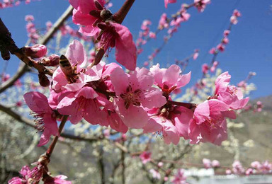 三月川藏线  相约金川梨花，林芝桃花