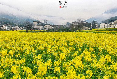 3月最美婺源登庐山赏婺源油菜花品婺源美食(3日行程) 3月最美婺源登庐山赏婺源油菜花品婺源美食(3日行程)