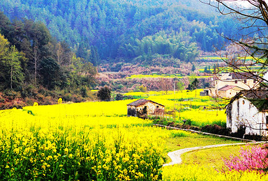 连续3期 最美乡村婺源赏油菜花加壮观秀丽三清山  休闲摄影（4日行程）