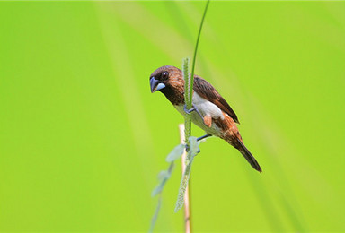 非洲 马达加斯加精品拍鸟团 为鸟类摄影爱好者量身定做 （14日行程）