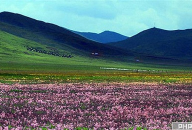 5月去若尔盖草原 花湖旅游 3日行程