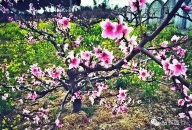 纽扣独家策划 · 邂逅桃花大行动 纽扣独家策划 · 邂逅桃花大行动