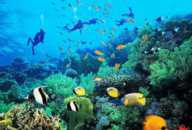 三亚大东海 堡礁潜水（1日行程）