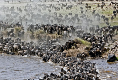 狂野肯尼亚 动物大迁徙深度摄影实战创作团（11日行程）