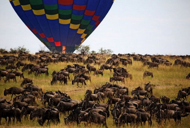狂野肯尼亚--马赛马拉动物大迁徙