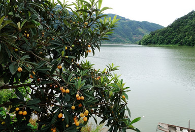 【新安江】5月21-22日“五月枇杷黄似橘，摘尽枇杷一树金。