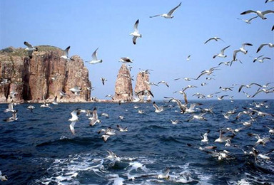 端午 蓬莱海上仙山，长岛、万鸟岛，拍海鸥戏海豹吃海鲜！神奇海岛游！（4日行程）