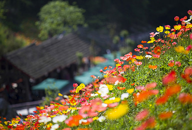 生如夏花 徒步仁吉喜目谷踏青赏花 水磨羌寨寻觅时光（1日行程）