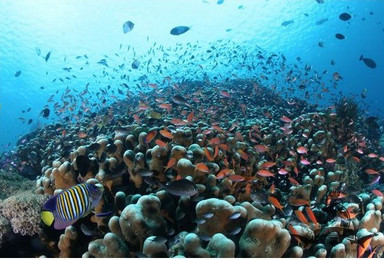 周日南澳珊瑚潜水 带您探索神秘的海底世界（1日行程）