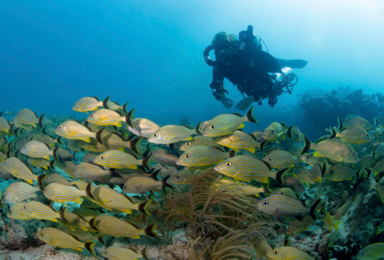 泰国普吉岛 欢乐潜水Fun Dive（1日行程）